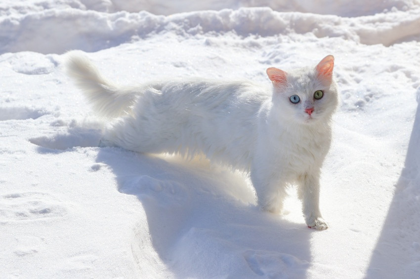 Dünya 41 Türkiyede 7 kedi türü yaşıyor