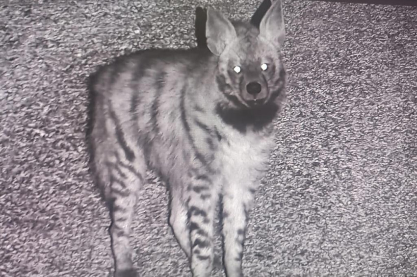 Hatayda son çizgili sırtlanlardan biri görüntülendi