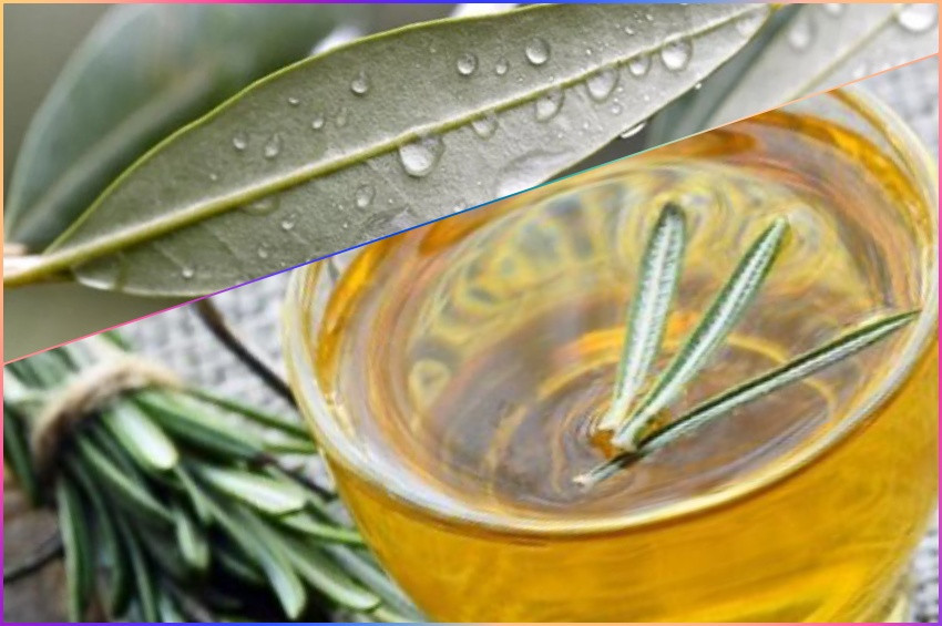 Tatlı krizlerine çare: Zeytin yaprağı kürü