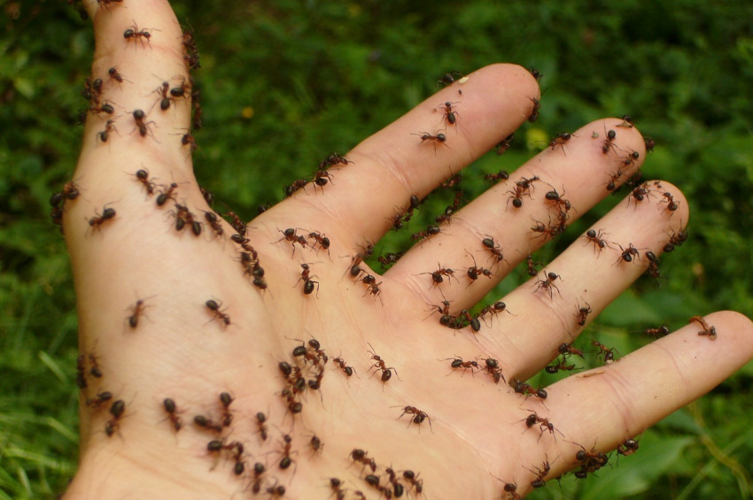 Karıncalar kanser teşhisi için eğitilebilir mi?