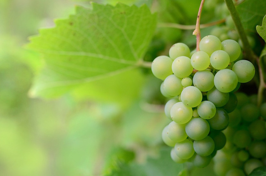 Sebzeleri mevsiminde yemenin faydaları