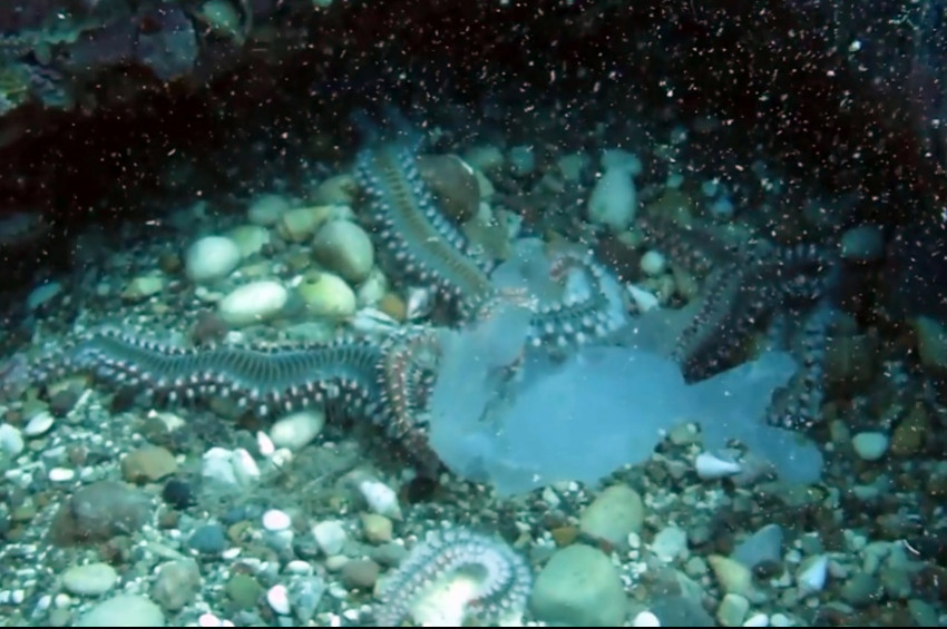 Denizanası istilasını çıyanlar önlüyor
