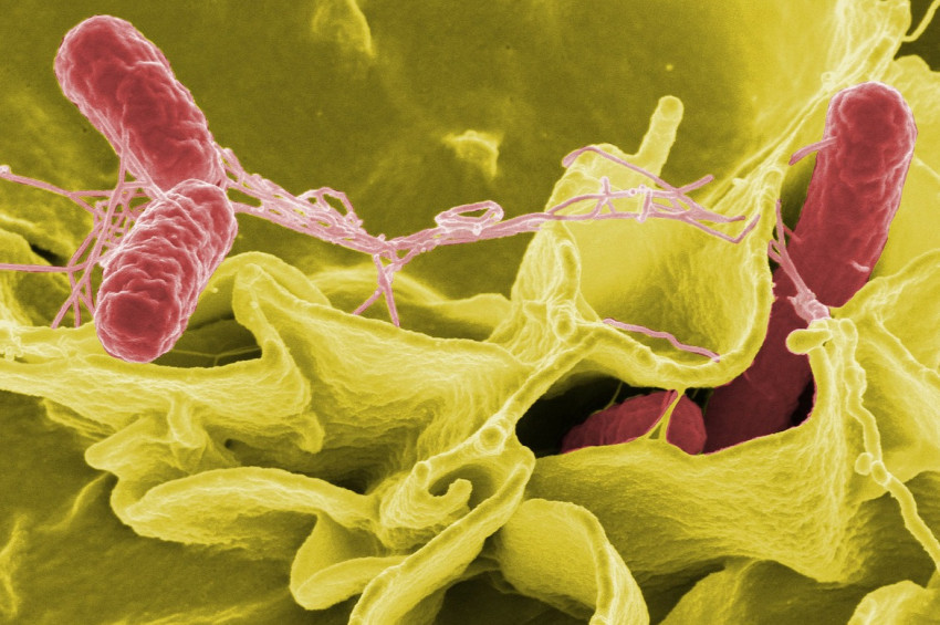 Salmonella bakterisinden nasıl korunulmalı?