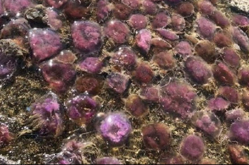 Hatayda kıyıya vuran zehirli denizanaları korkuttu