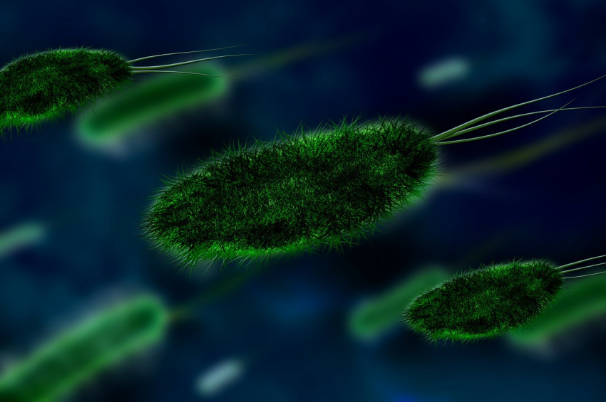 Maymun çiçeği virüsü belirtileri nelerdir?