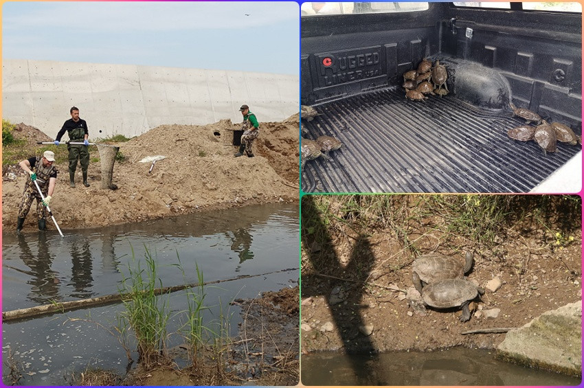 Dere yatağı değişince su kaplumbağaları gölete taşındı