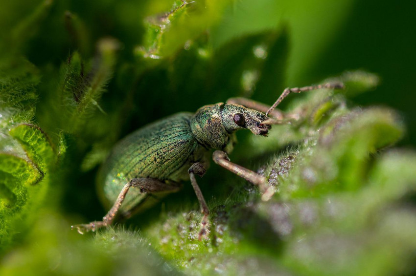 Küresel Isınma böcek göçü ve nüfusunu etkiliyor