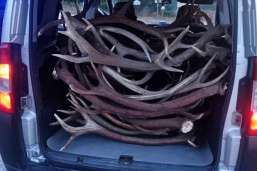 Sarıçalı Milli Parkında kızıl geyik katliamı