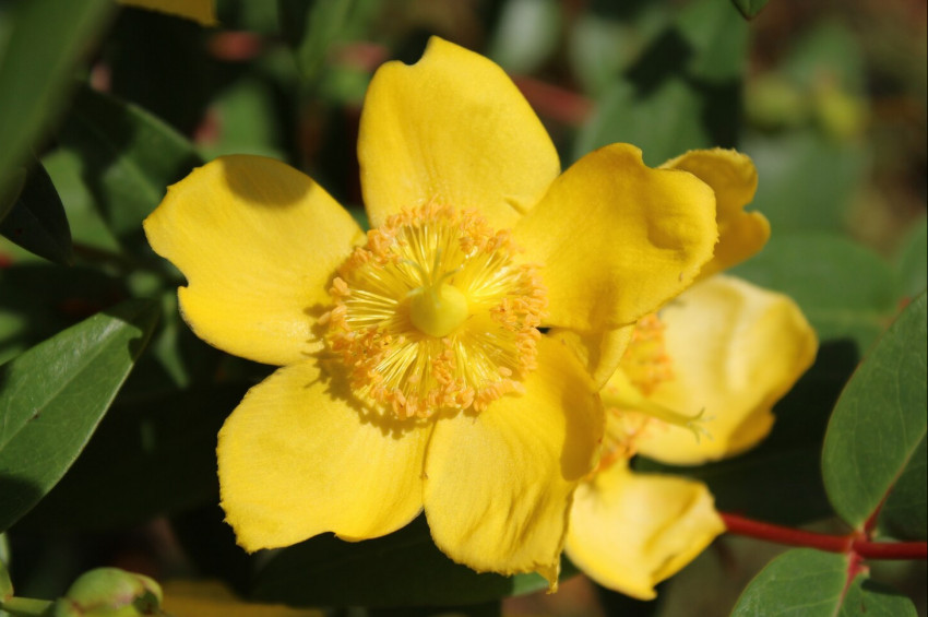 Kantaron yağının faydaları ve kullanım şekilleri