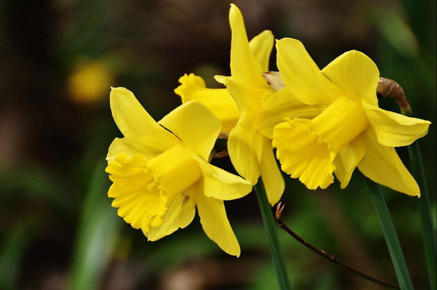 Bakırköyde ruha ve akla şifa Bahar Şenliği