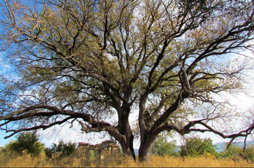 400 yıl Osmanlıda 100 yıl Cumhuriyette yaşadı ama göz göre kesildi