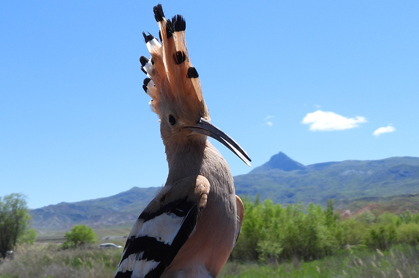 Çiftçi dostu göçmen kuşlar: İbibikler