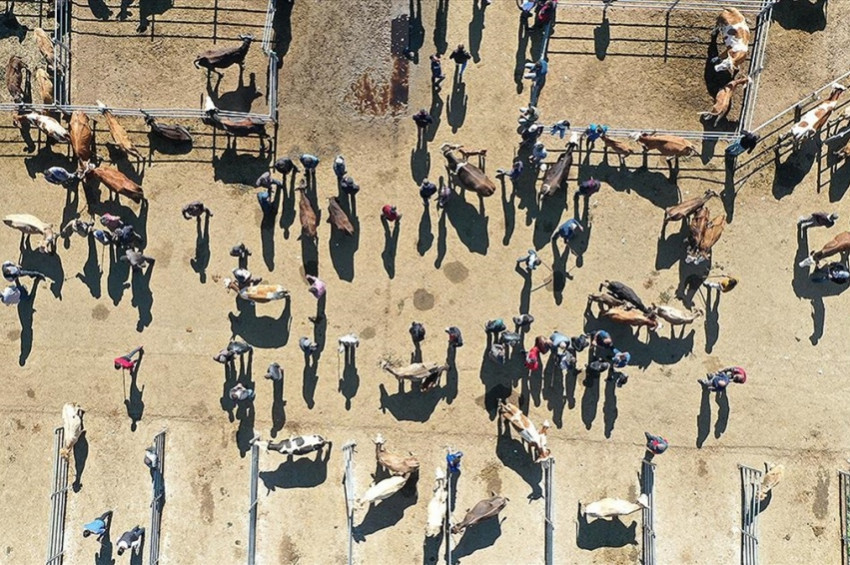 Kurbanlıklar pazar yerinde alıcı beklemeye başladı