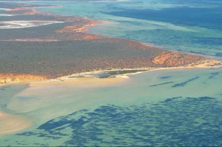 Dünya’nın En Büyük Bitkisi tesadüfen keşfedildi