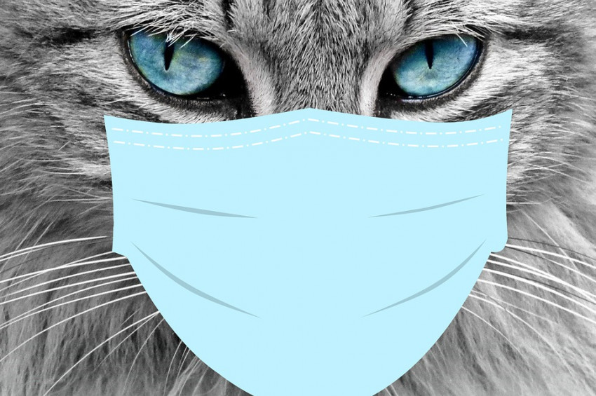 Kediden insana Koronavirüs bulaştığı kesinleşti