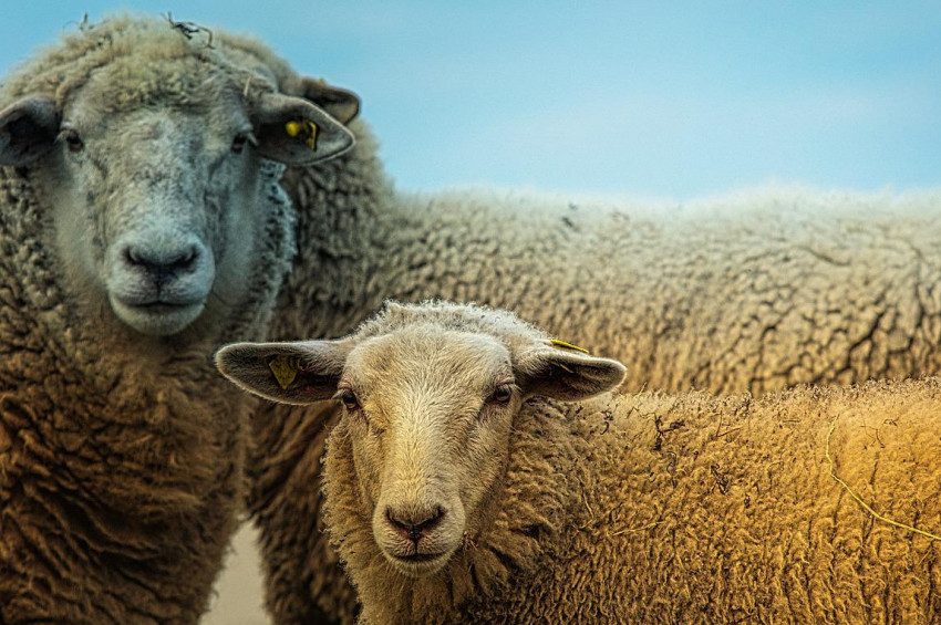 Mehmetçik Vakfının kurban kesim bedeli belli oldu