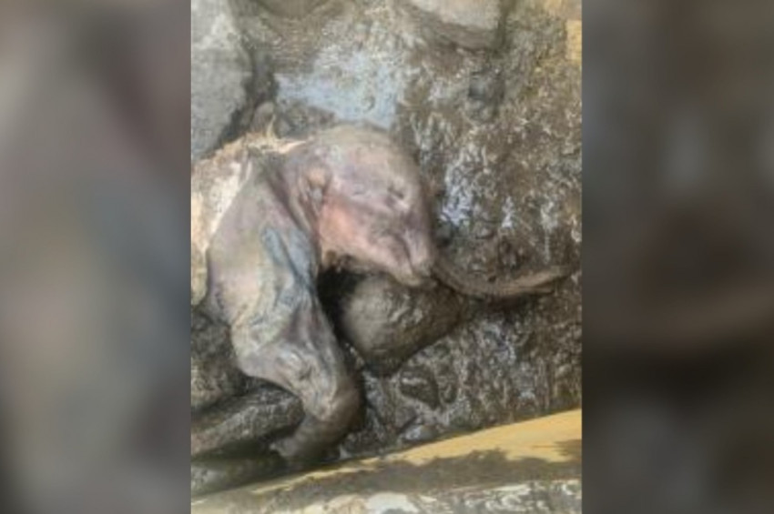 30 bin yıldır bozulmamış mamut yavrusu bulundu