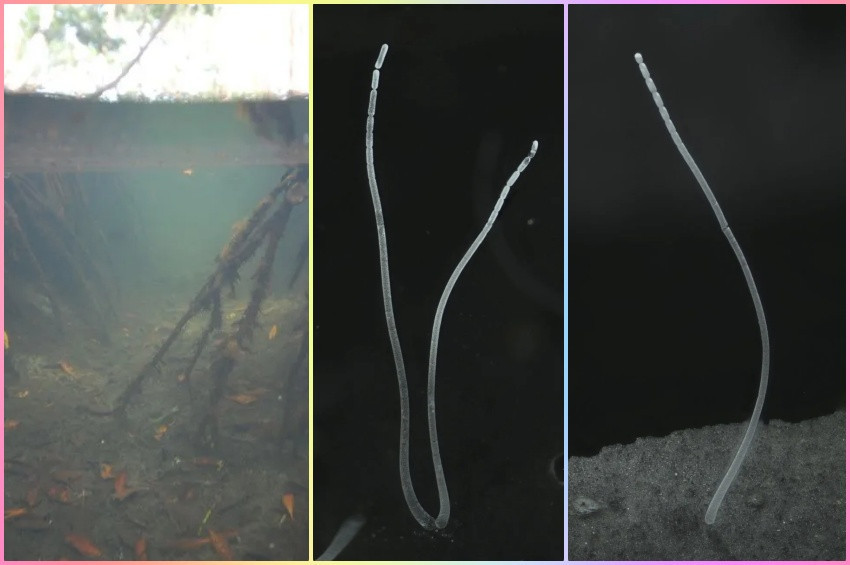 Dünyanın en büyük bakterisi Karayiplerde bulundu