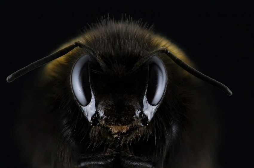 Düzcede arı saldırısına uğrayan adam hastanelik oldu