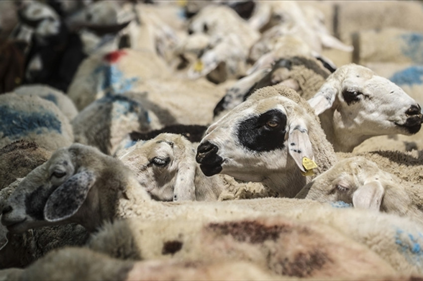 Türkiyede bu yıl 3 milyon küçükbaş kurbanlık satılması bekleniyor