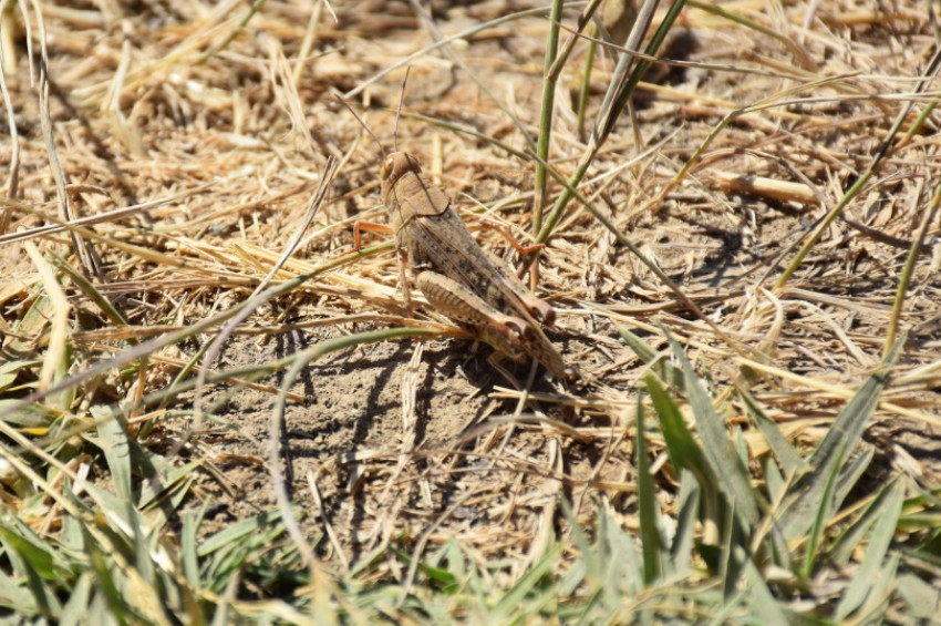 Hakkaride çekirge yoğunluğu çiftçileri korkutuyor