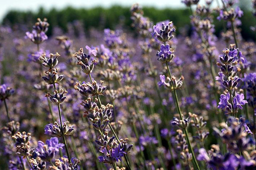 Kahramanmaraşta Aromatik Bitkiler ve Arı Ürünleri Festivali başladı