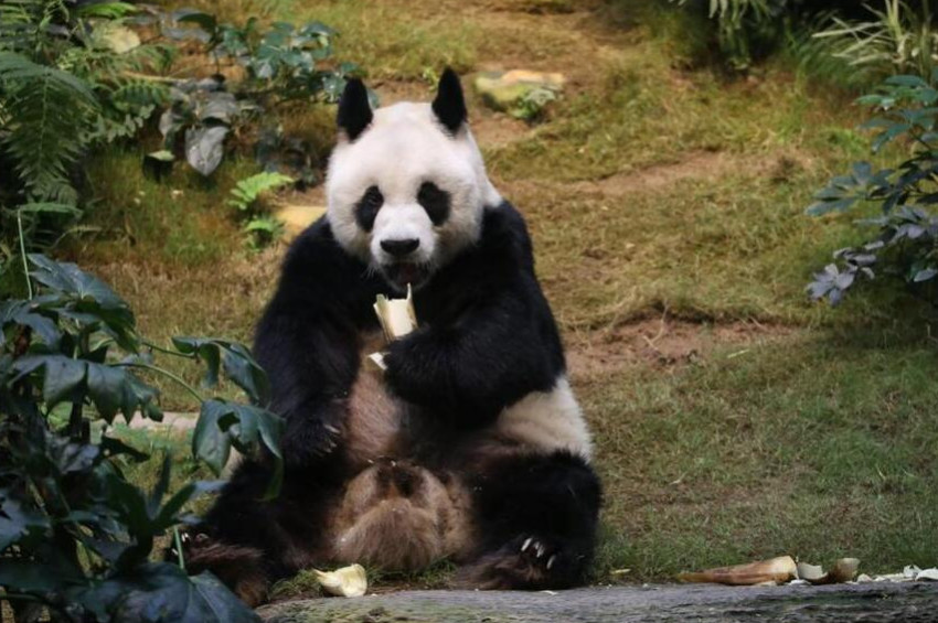 En yaşlı erkek panda An An öldü