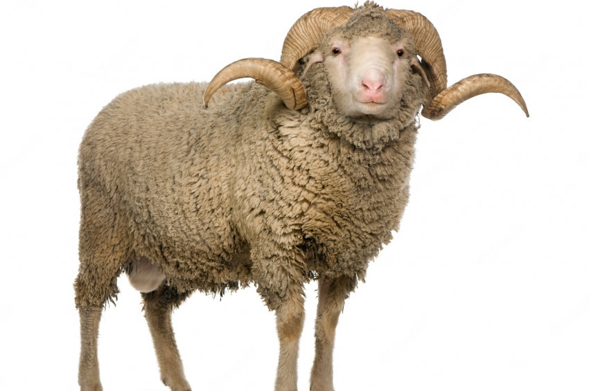 Kurban Bayramı tatili ne zaman başlıyor, 2022 Kurban Bayramı hangi günlerde?