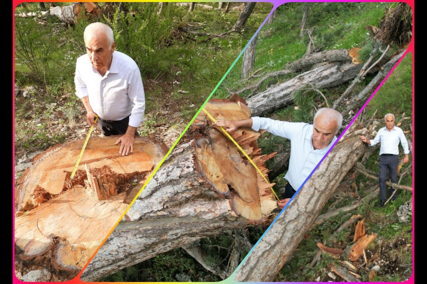 Nallıhanda anıt ağaçların kesilmesine tepki