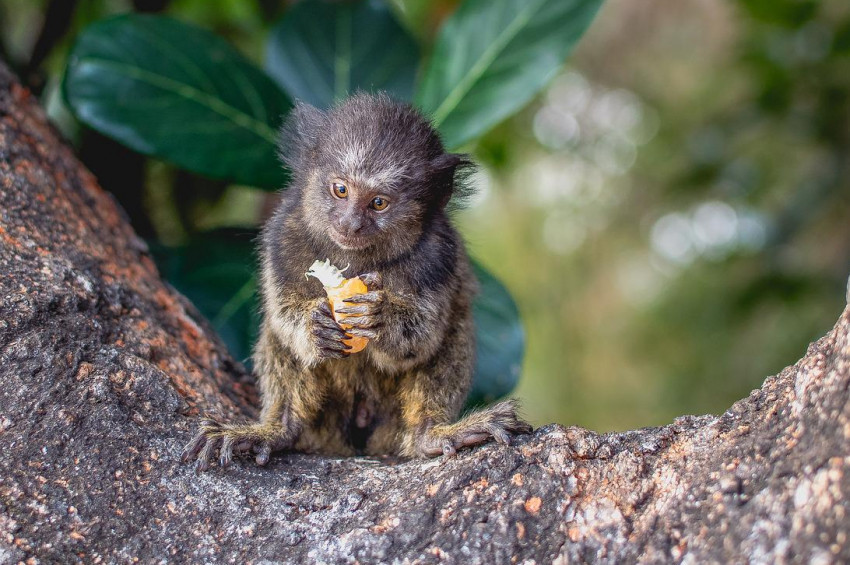 Maymun çiçeği virüsüne kızan Brezilyalılar maymunlara saldırdı