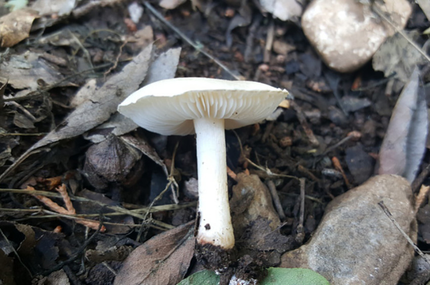 Denizlide yeni mantar türü keşfedildi: Lepiota cremea