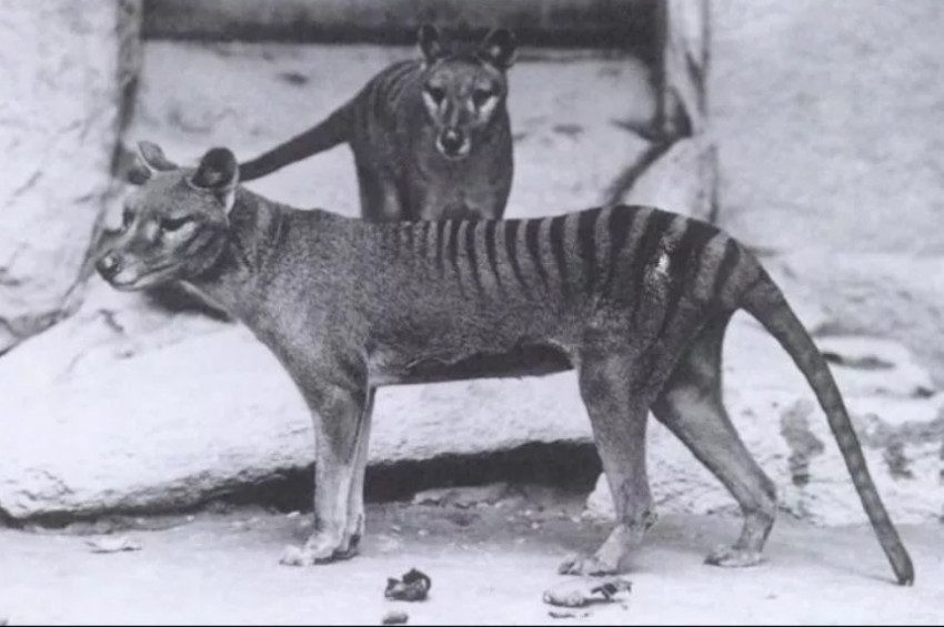 Tazmanya kaplanını hayata döndürme projesi