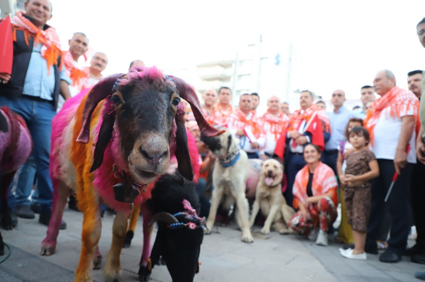 Denizlide 849 . kez Sudan Koyun Geçirme Yarışması yapılacak