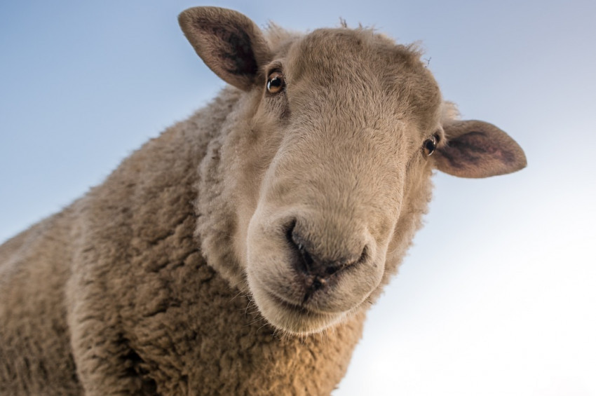 Sudan Koyun Geçirme Yarışması iptal edildi