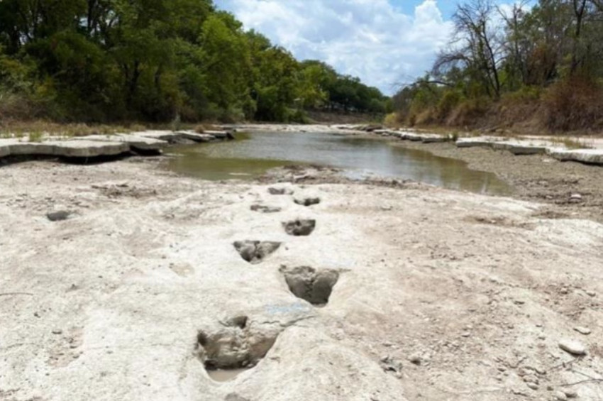113 milyon yıl önce Texasta gezinen dinozorun ayak izleri bulundu