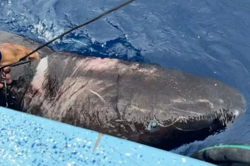 Grönland köpekbalıkları Karayiplere kadar indi