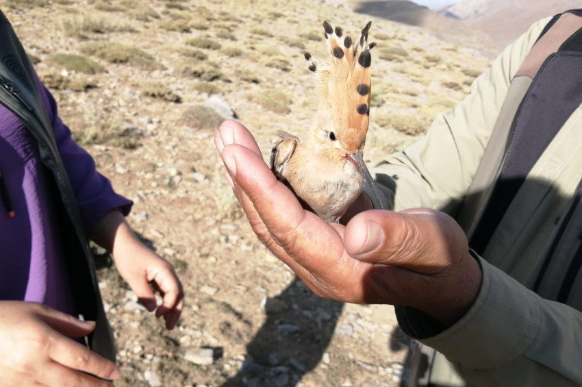 Yaralı bulunan İbibik kuşu tedavi altına alındı