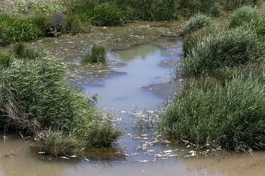 Kızılırmakta ölen balıklar sıcak kurbanı olmuş