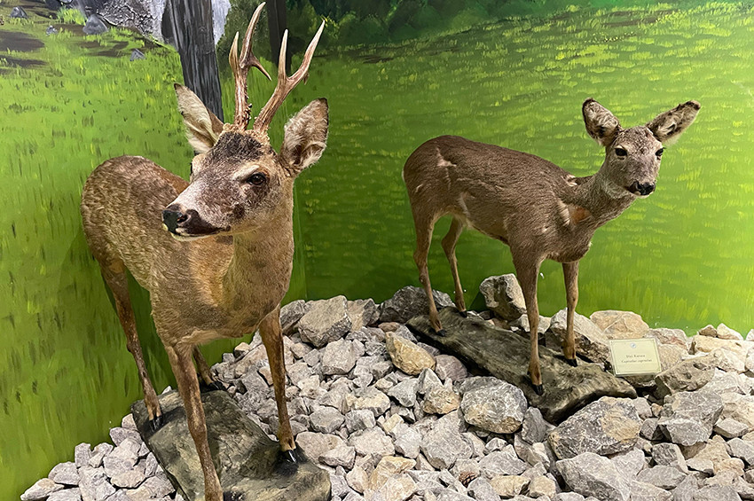 Bartında 70 vahşi hayvanın sergilendiği müze açıldı