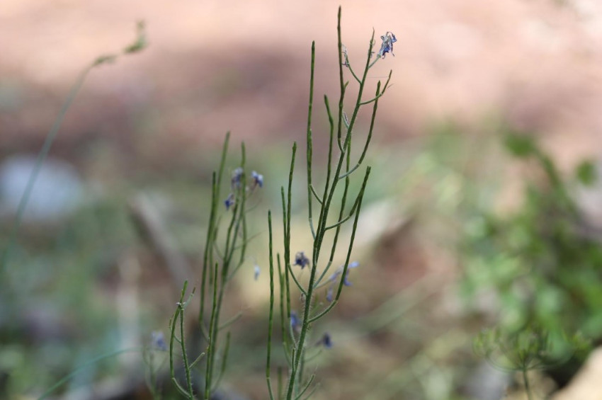 Yeni bir bitki türü keşfedildi: Burdur akşamyıldızı