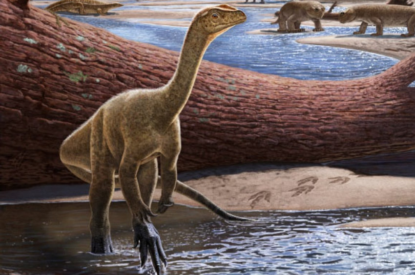 Zimbabvede 250 milyon yılllık dinozor fosili bulundu