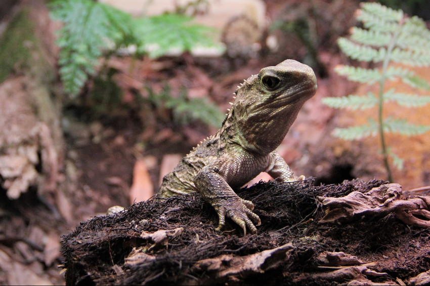 150 milyon yıl önce dinozorlarla yaşamış Tuatara kertenkelesinin fosili bulundu