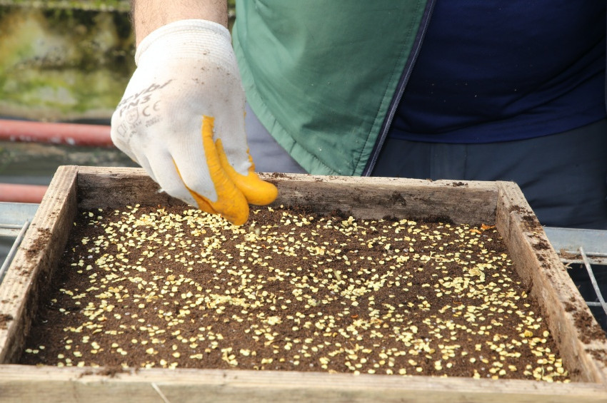 Ata Tohum Takas Derneği tohum takasını sürdürüyor