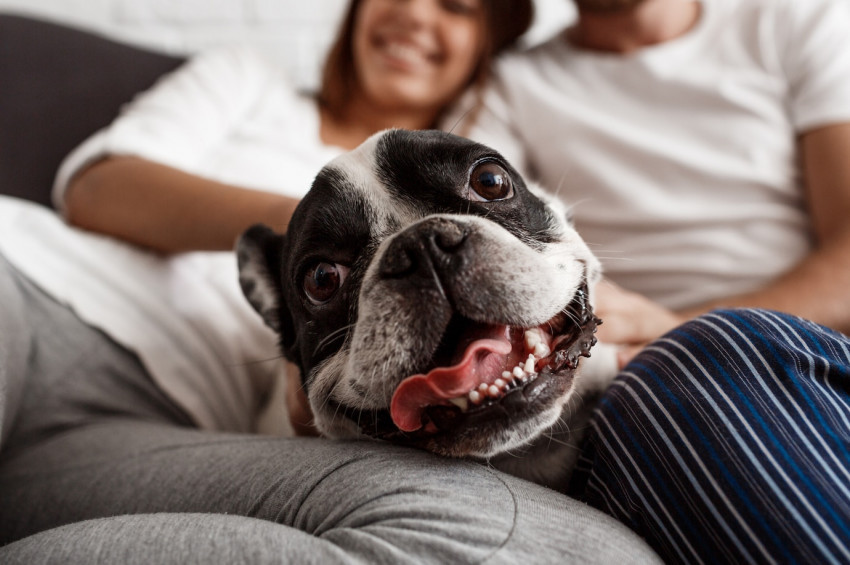 Köpekler insanın strese girdiğini kokusundan anlıyor