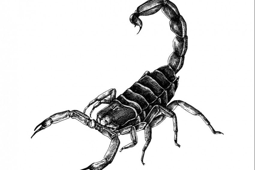 Kara akrep zehri meme kanseri için büyük ümit verdi