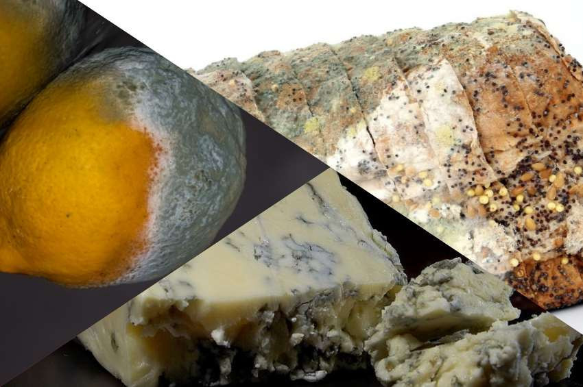 Küflü gıdalar konusunda bilinmesi gerekenler