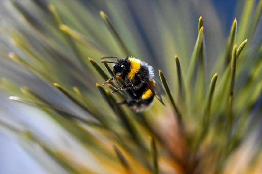 Küresel ısınma ve iklim değişiklikliği hayvanları da tehlikeye sokuyor