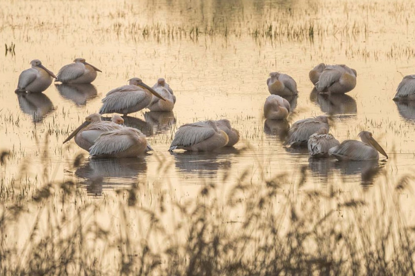 Göçmen kuşlar sulak alan bulamaz hale geldi