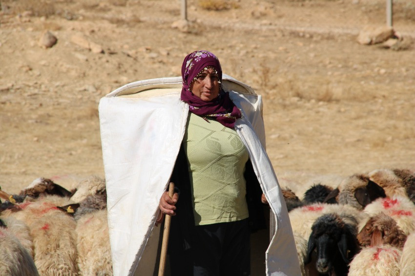 Malatyanın koyun ağası Zahide Gültekinin başarı öyküsü