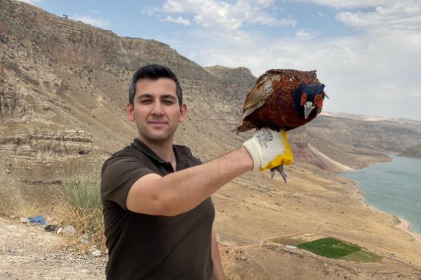 Doğadaki sülün sayısı bin daha arttı